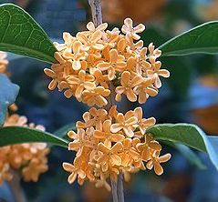 キンモクセイの花、季節の花300の表紙