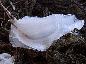 シモバシラの氷の結晶