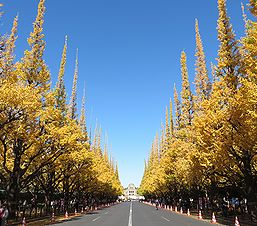 季節の花300の表紙の神宮外苑のイチョウ並木