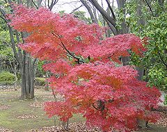 季節の花300の表紙のもみじの紅葉