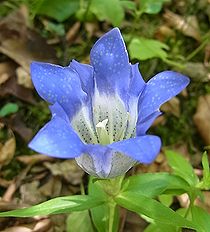 季節の花300の表紙のリンドウの花