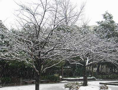 サクラ　冬