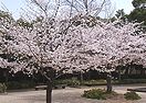 桜 春夏秋冬