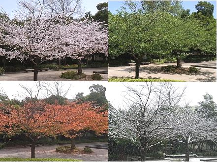 桜　春夏秋冬