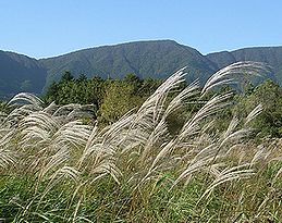 ススキの穂、季節の花300の表紙