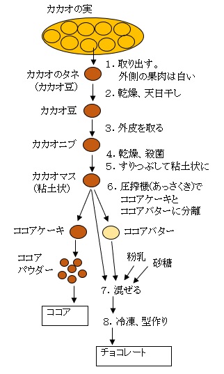 カカオ、チョコレート 全体フロー