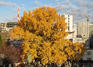 季節の花300の表紙の麻布十番・善福寺の「逆さイチョウ」