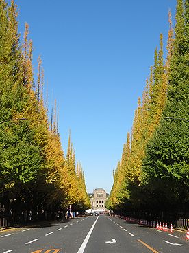 イチョウ