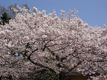 桜 （さくら）写真集　６