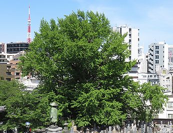 善福寺の「逆さイチョウ」