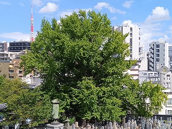 善福寺の「逆さイチョウ」