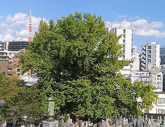 善福寺の「逆さイチョウ」