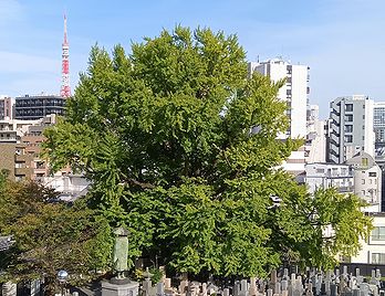 善福寺の「逆さイチョウ」