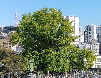 善福寺の「逆さイチョウ」