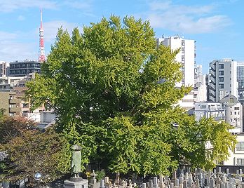 善福寺の「逆さイチョウ」